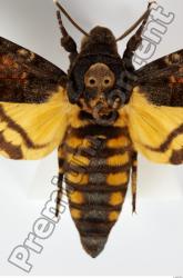 Whole Body Moth